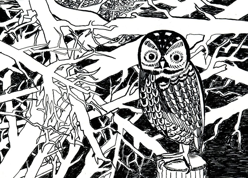 Ink drawing of an owl with branches in the back